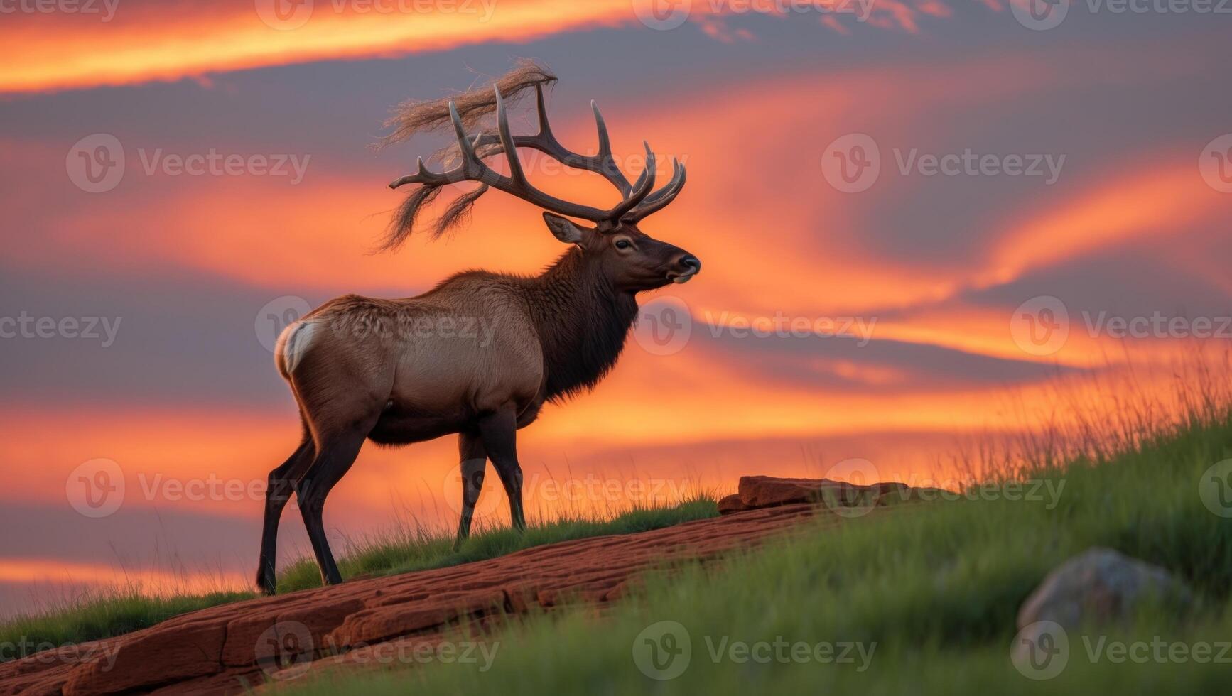 Majestic elk standing on a rocky outcrop during a vibrant sunset, surrounded by lush grasslands photo