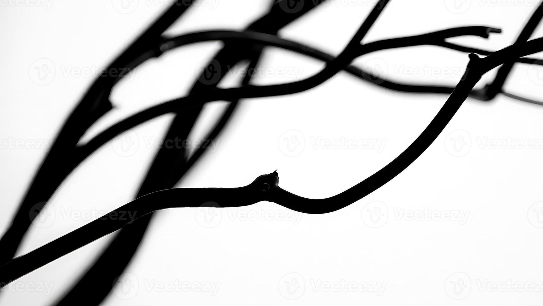 Minimalist black and white image of bare tree branches against a stark white background featuring abstract lines and organic shapes perfect for graphic design photo