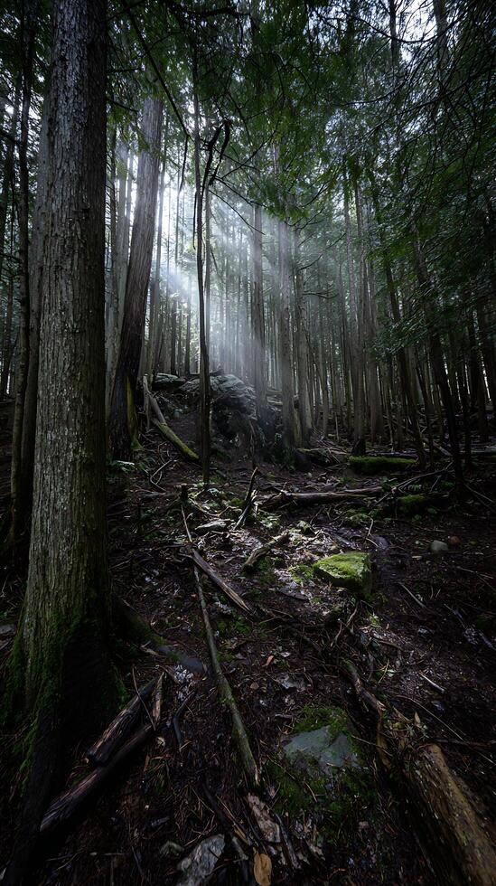 Sunbeams Pierce Mysterious Forest Floor Amidst Natural Decay. photo