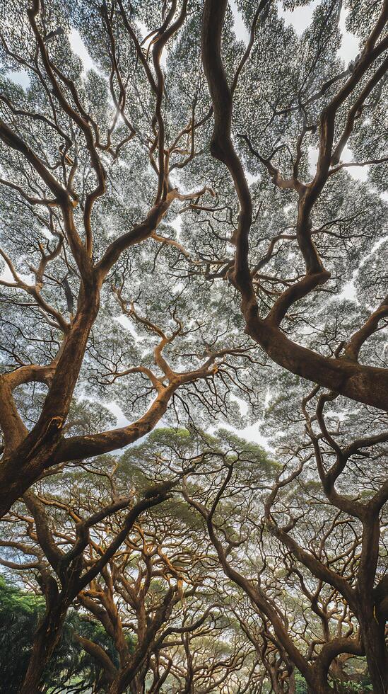 Towering Trees Branching Out to the Sky in a Verdant Forest. photo