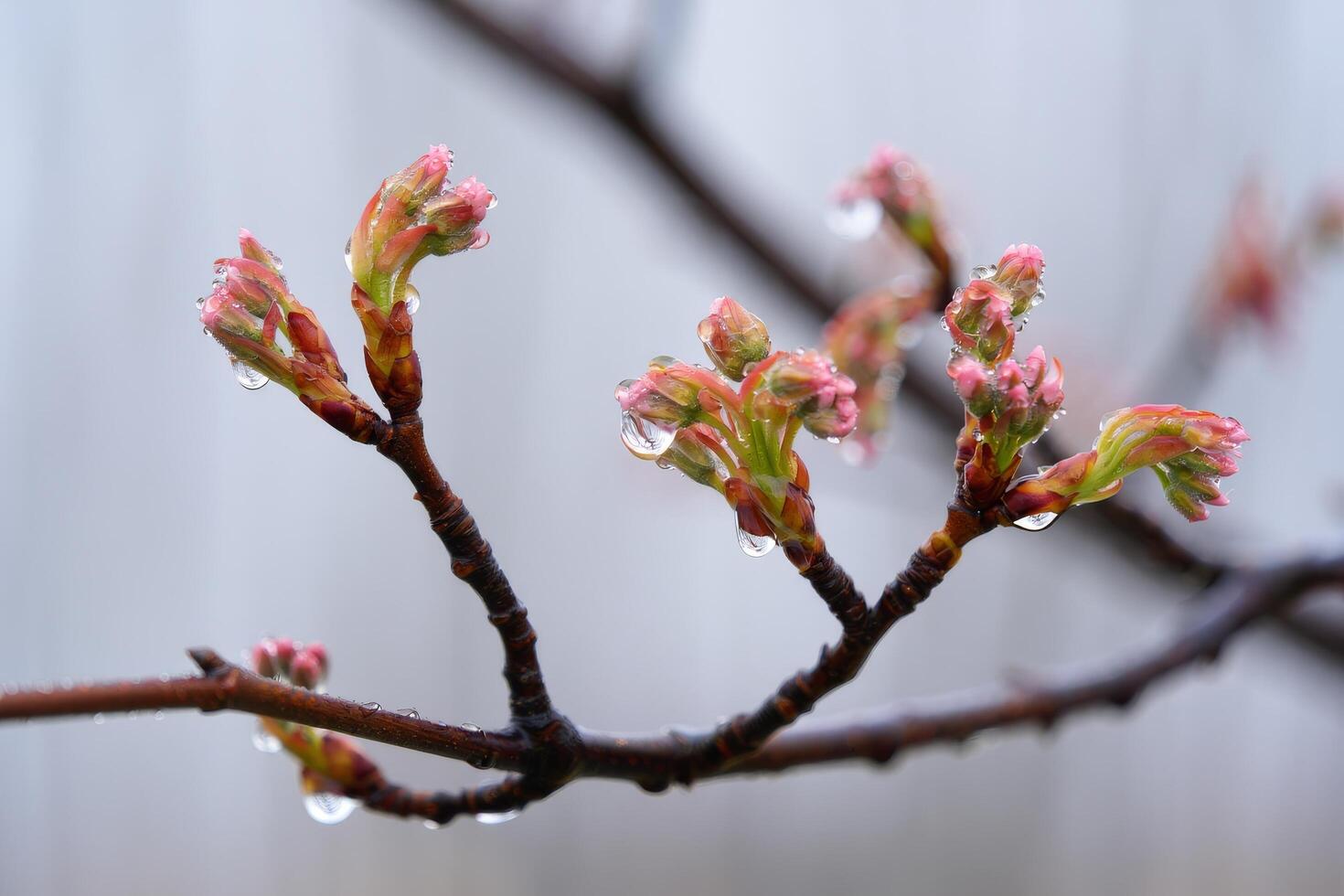 New spring buds emerging on a tree branch with raindrops photo