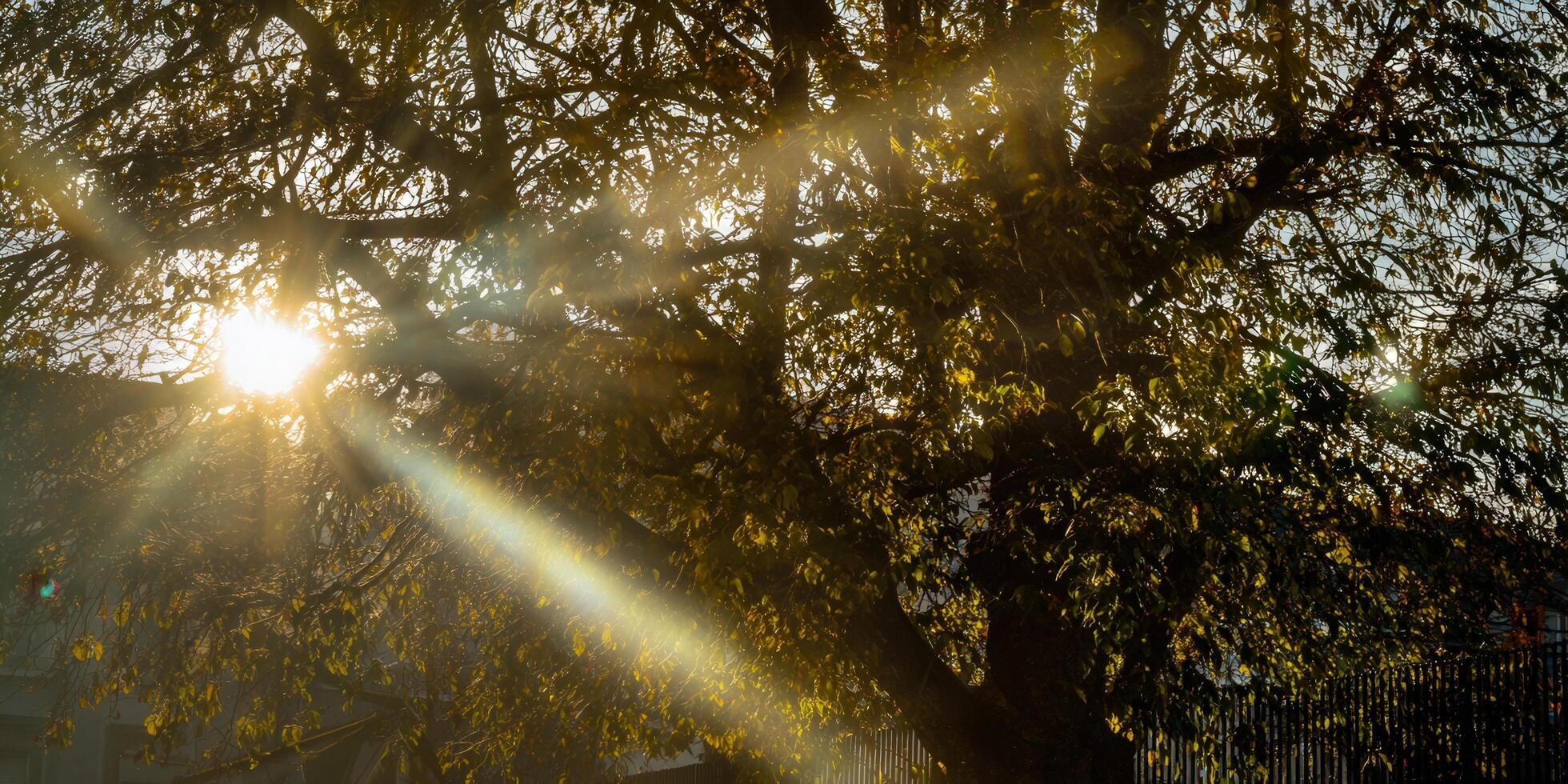 Sunlight streams through the branches of a tree on a bright, sunny day. photo