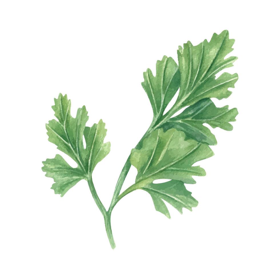 Fresh cilantro leaves illustration vector