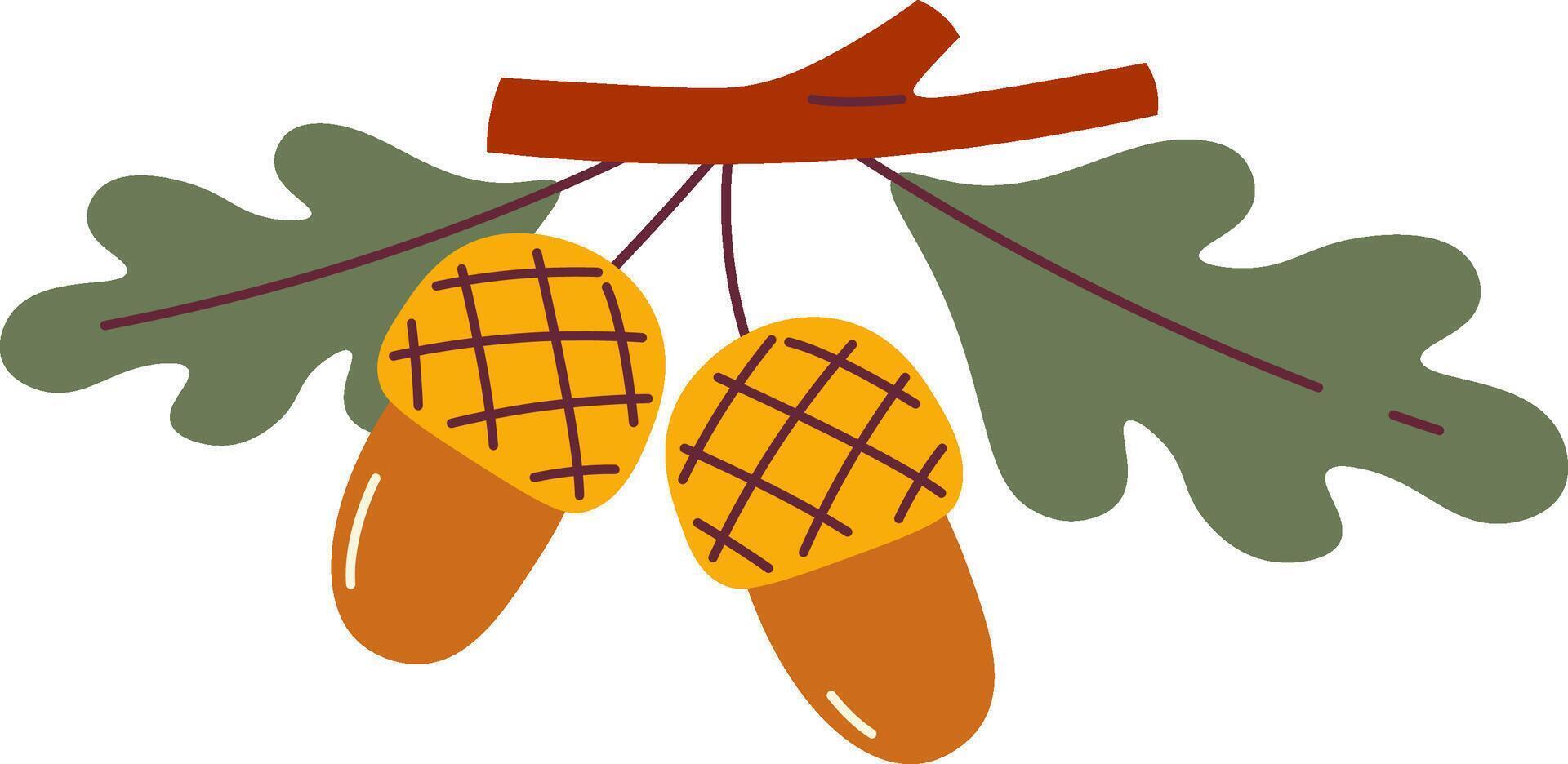 Acorns On Branch vector