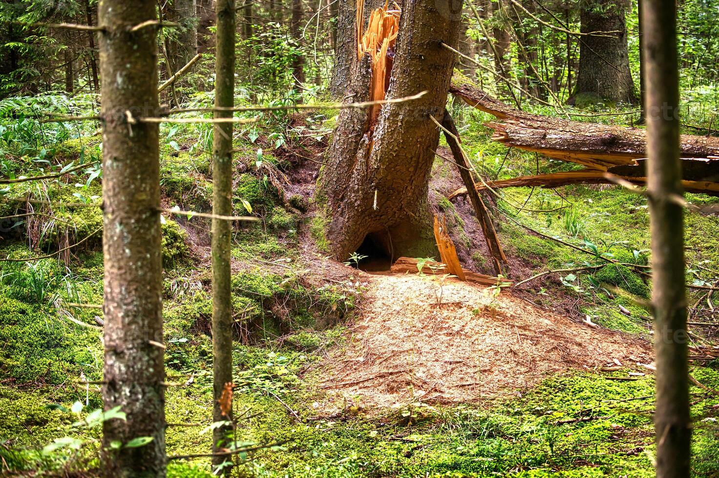 Fox den at the base of a broken tree in a forest photo