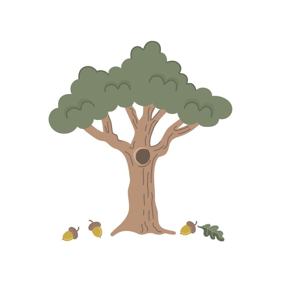 Illustration of oak tree with acorns on white background. Flat style. vector