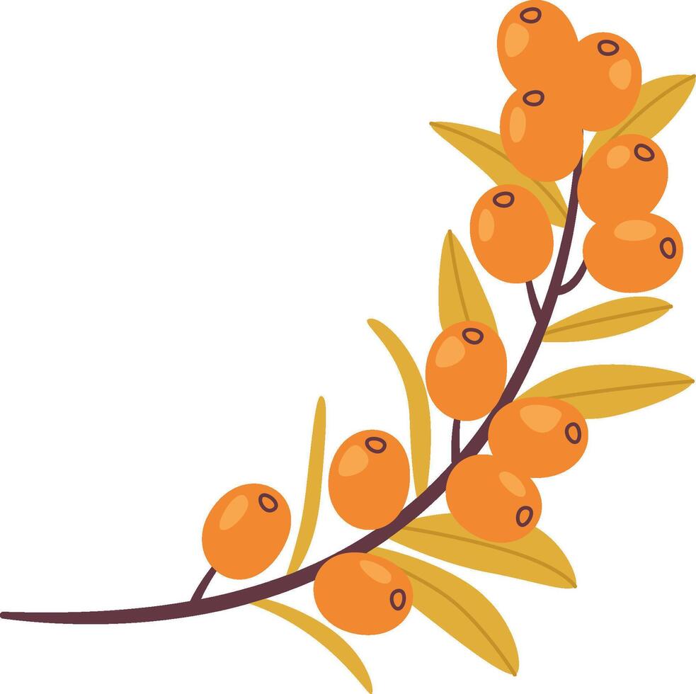 Sea Buckthorn Branch vector