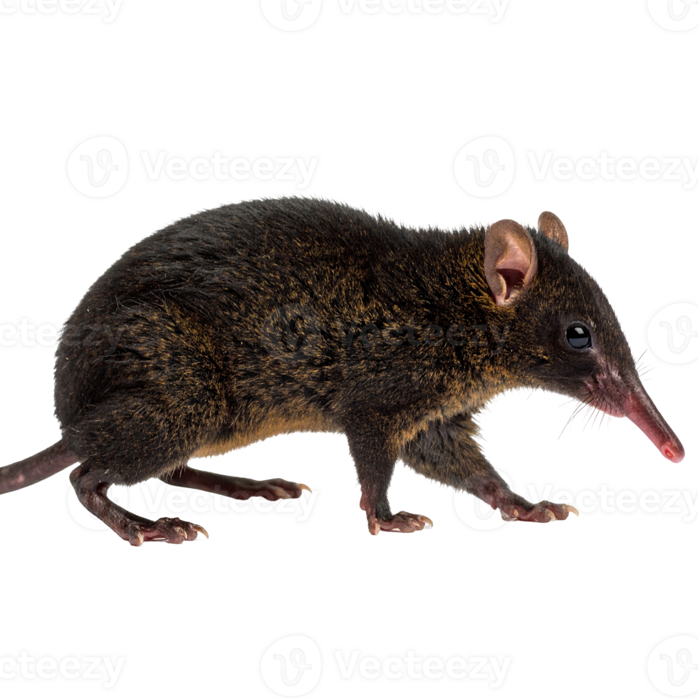 Close-up profile of a small, dark-colored mammal isolated on a transparent background. png