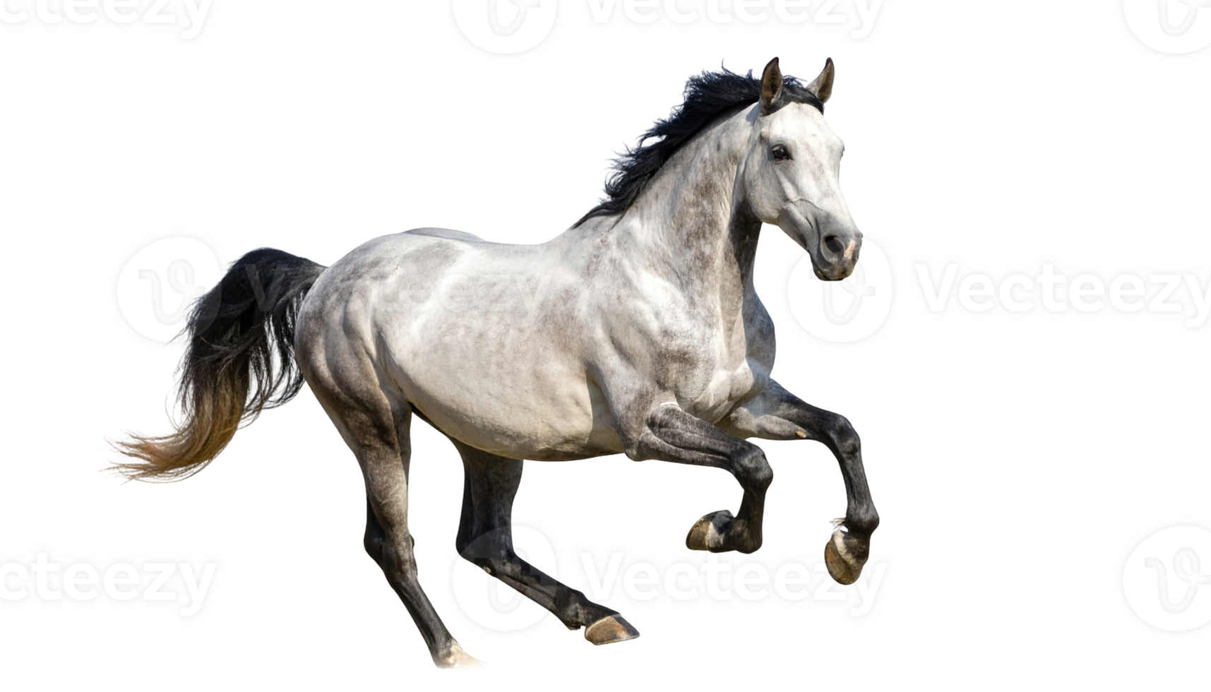 Gray horse in dynamic movement isolated on a transparent background. png