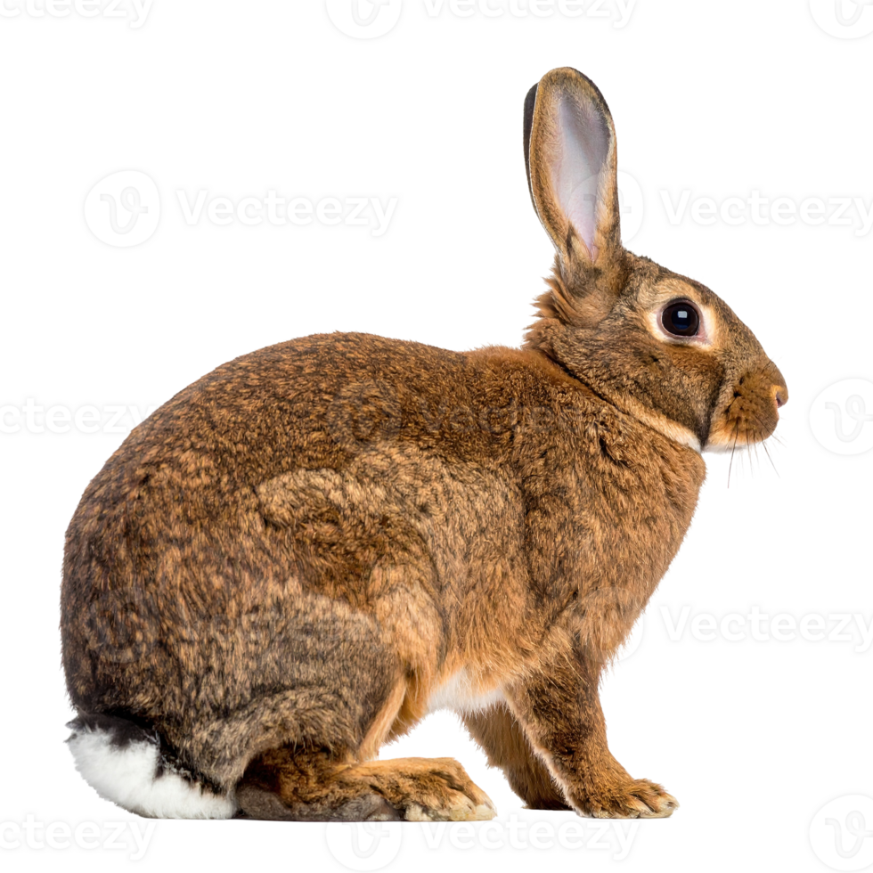 Side view of a brown rabbit isolated on a transparent background. png