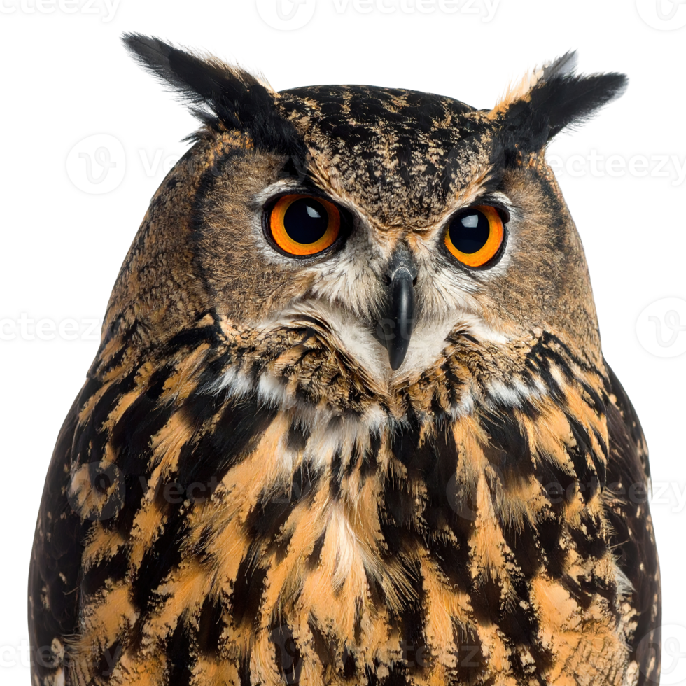 Close-up portrait of an eagle-owl isolated on a transparent background. png