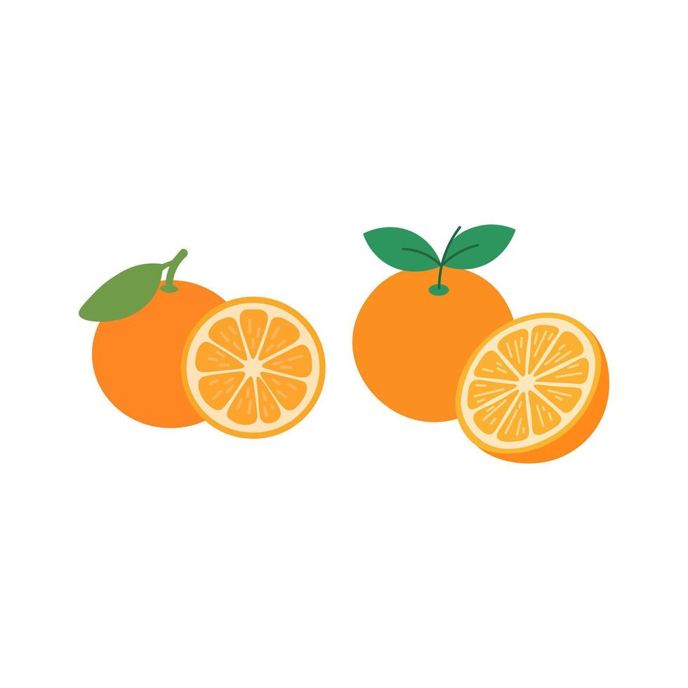 Fresh Oranges and Orange Slices Illustration vector
