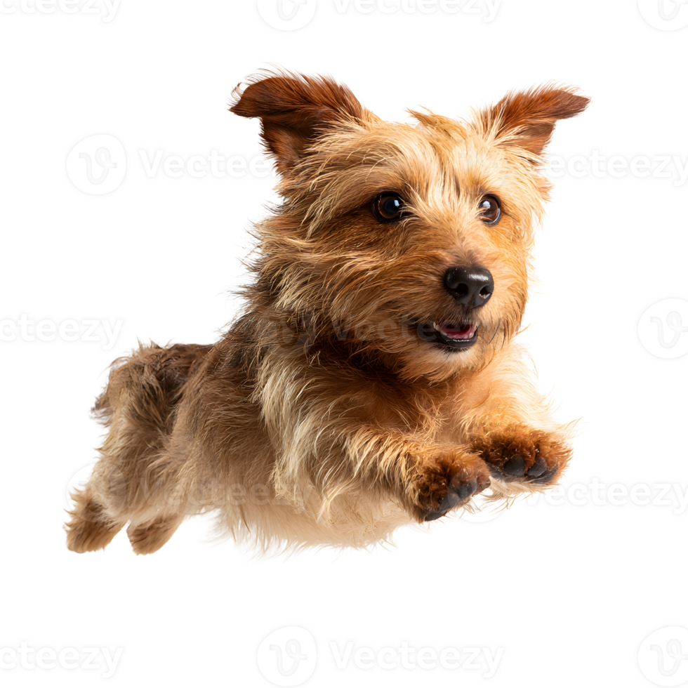 Joyful Dog in Mid-Air. A dynamic image of a small, fluffy dog mid-leap, radiating happiness and playfulness, captured in crisp detail and vivid color png