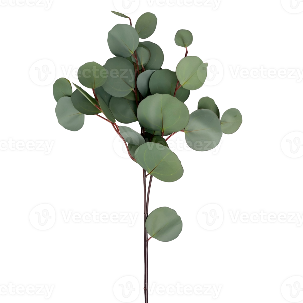 Eucalyptus Branch displaying its foliage, commonly utilized for decorative, aromatherapy and medicinal purposes due to its aromatic properties and visual appeal png