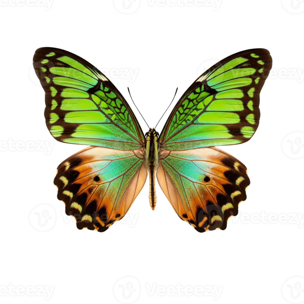 Vibrant green and orange butterfly with intricate wing patterns png