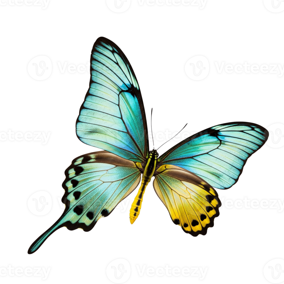 Vibrant blue and yellow butterfly with intricate patterns wing png