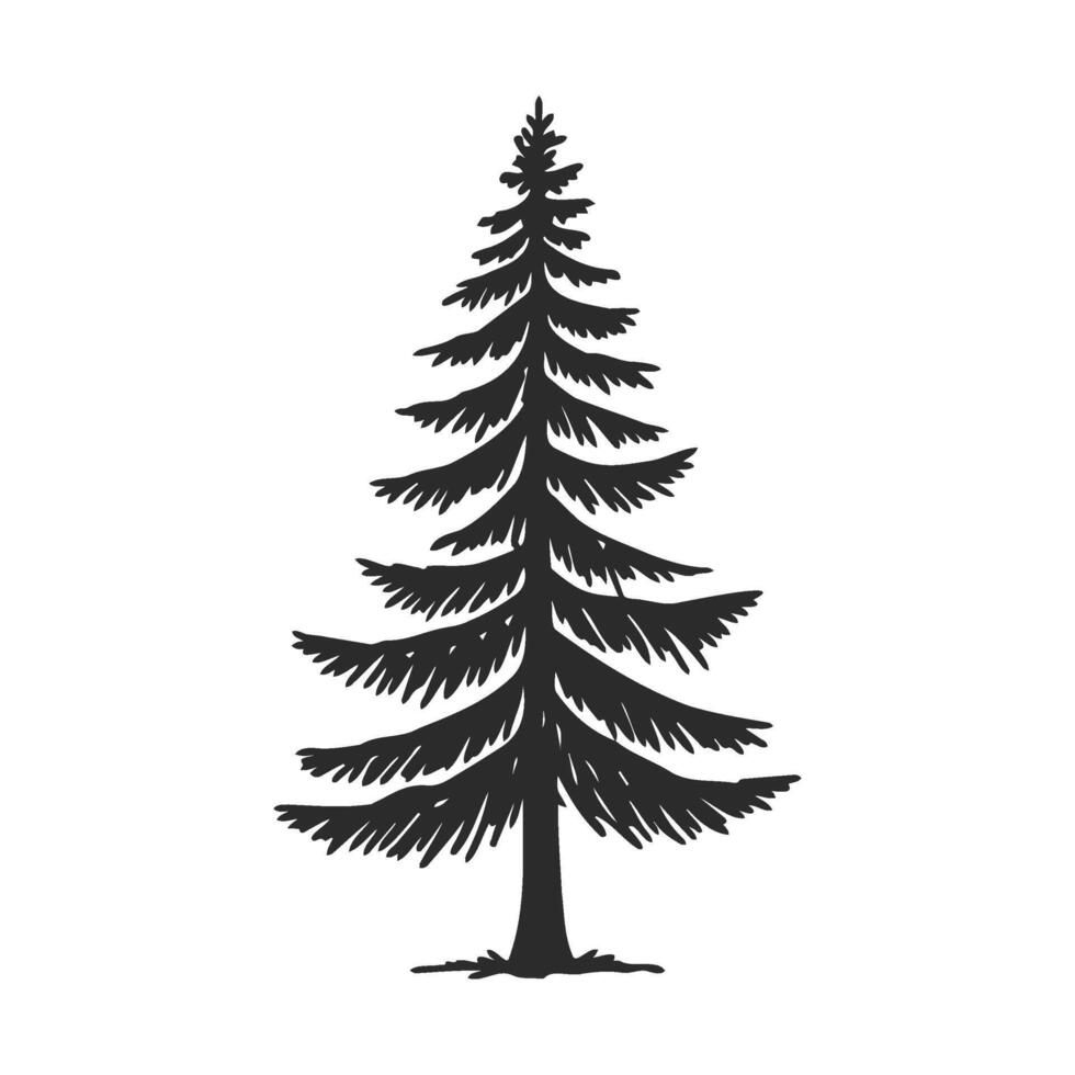 Silhouette of tall evergreen tree with detailed branches on white background vector