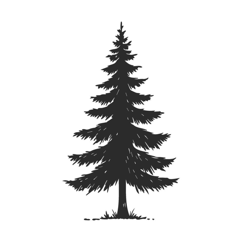 Silhouette of a tall evergreen pine tree with detailed branches vector