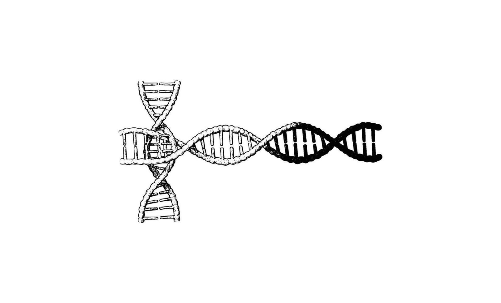 Monochrome dna helix transition from sketch to realistic 3d vector