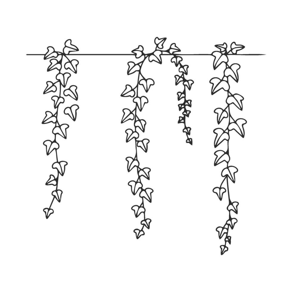 Simple line art of hanging ivy vines on white background vector