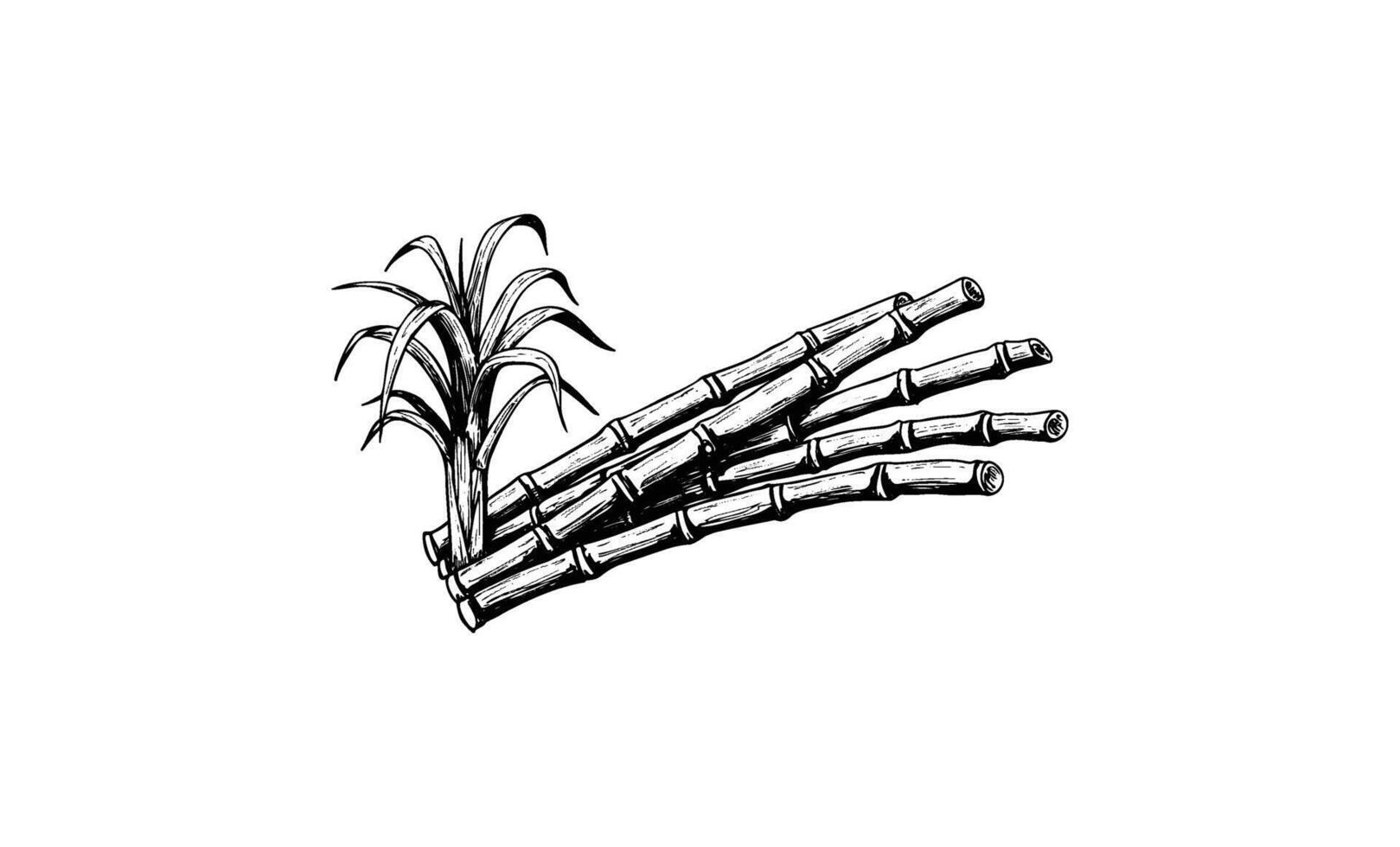 Monochrome sugarcane illustration with leaves on white background vector