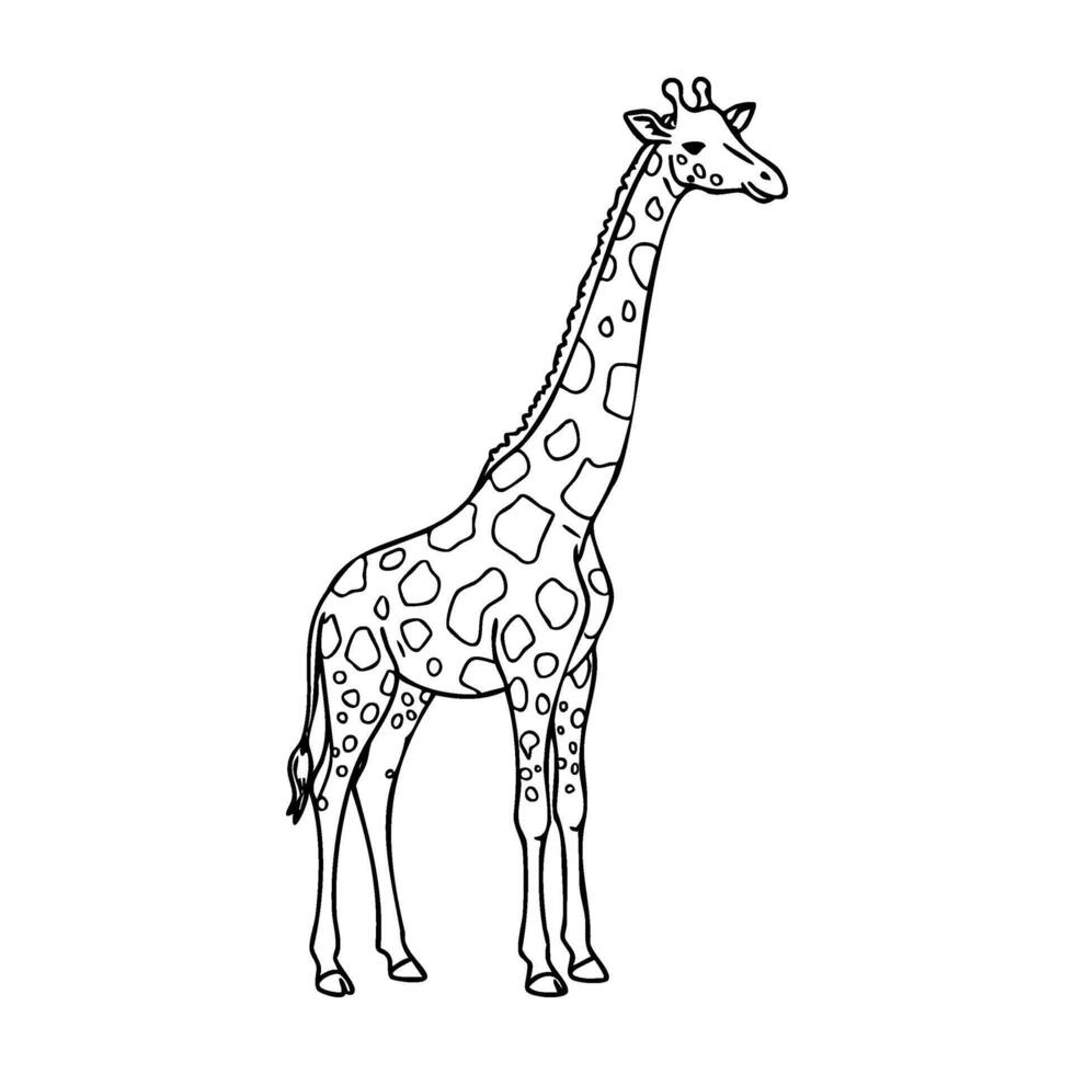 Detailed line art of a standing giraffe with unique spot patterns vector