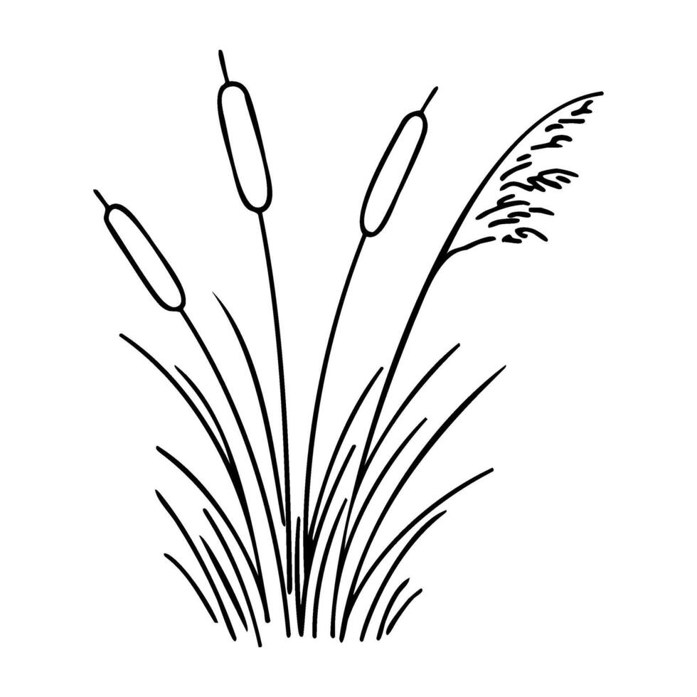 Outline drawing of cattails and grass vector