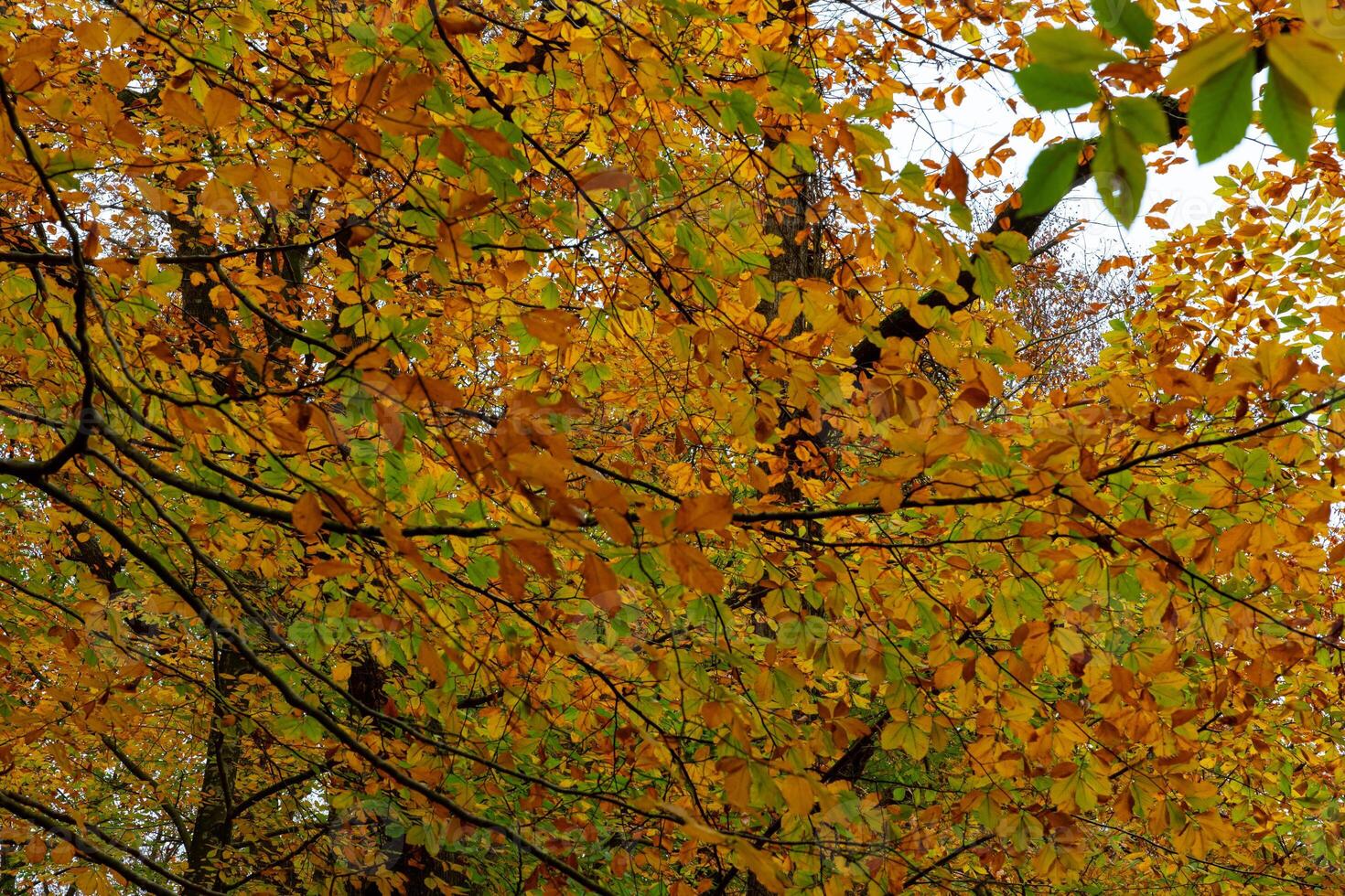 Various colored fall leaves on the tree. Forest in the fall photo