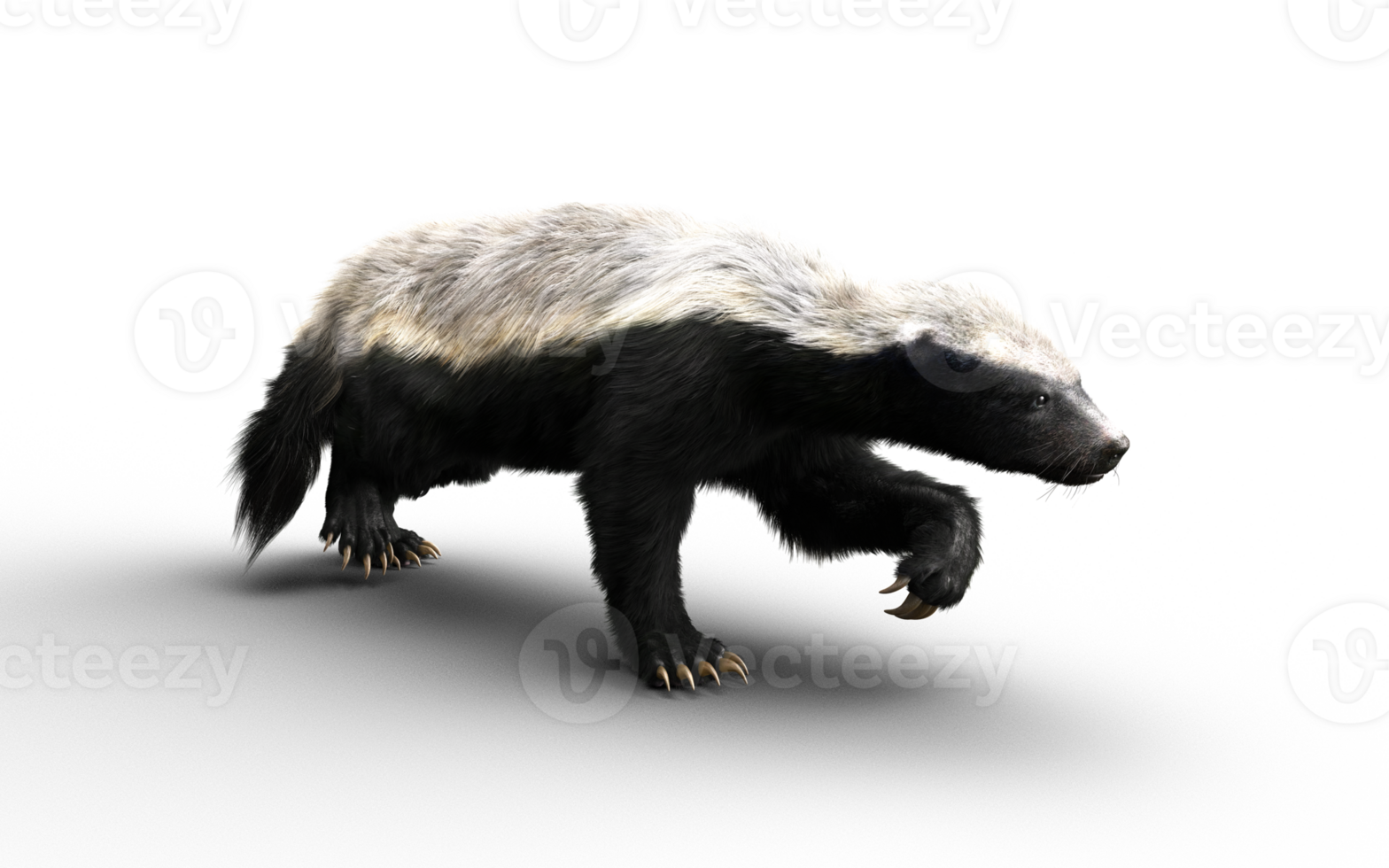 Walk Action of a Honey Badger png