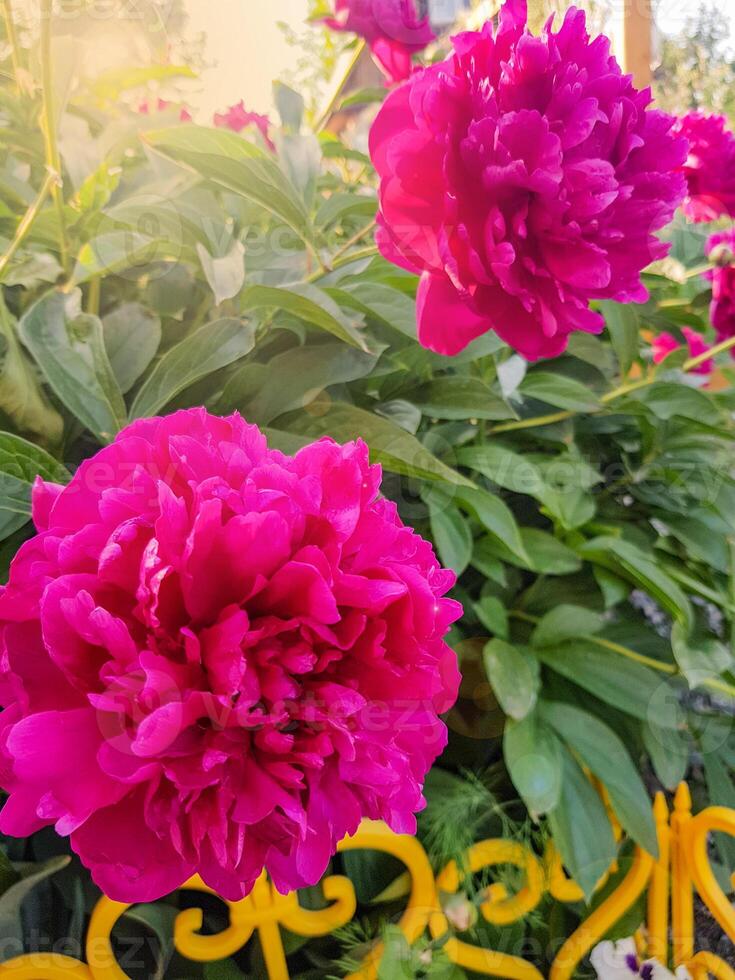 Bright red peony bloomed in early spring in the open, on a flower bed with a fence, sunlight photo
