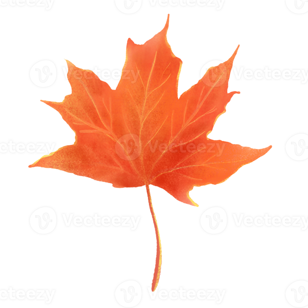 A vibrant hand painted maple leaf in red and orange tones, visible texture. Good for autumn themed designs greeting card, seasonal pattern, educational visual. png