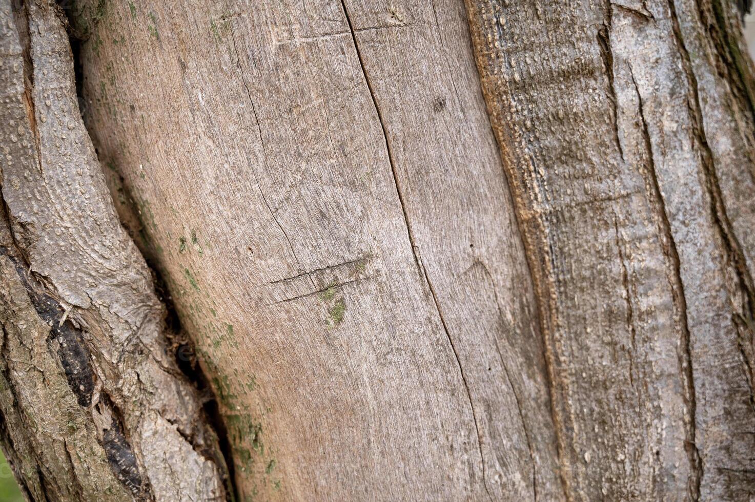 Old wood texture. texture of a tree trunk, realistic. and scratches on it, cut with a sharp object. High quality photo