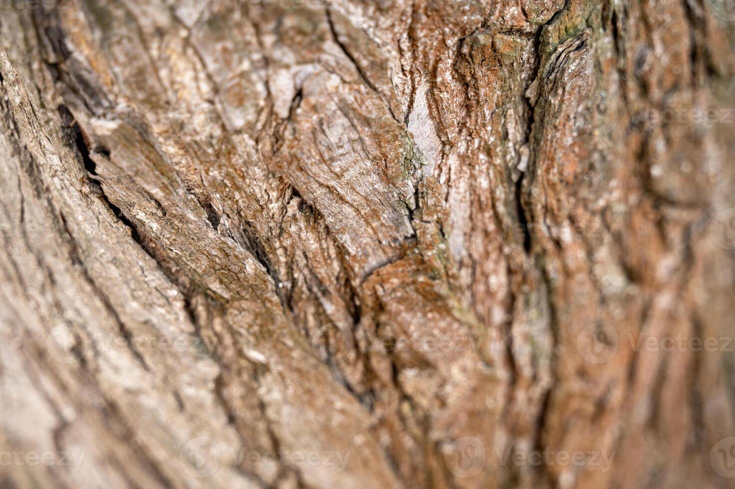 tree bark texture. The bark of pine. Can be used as background. blurring around the edges. High quality photo