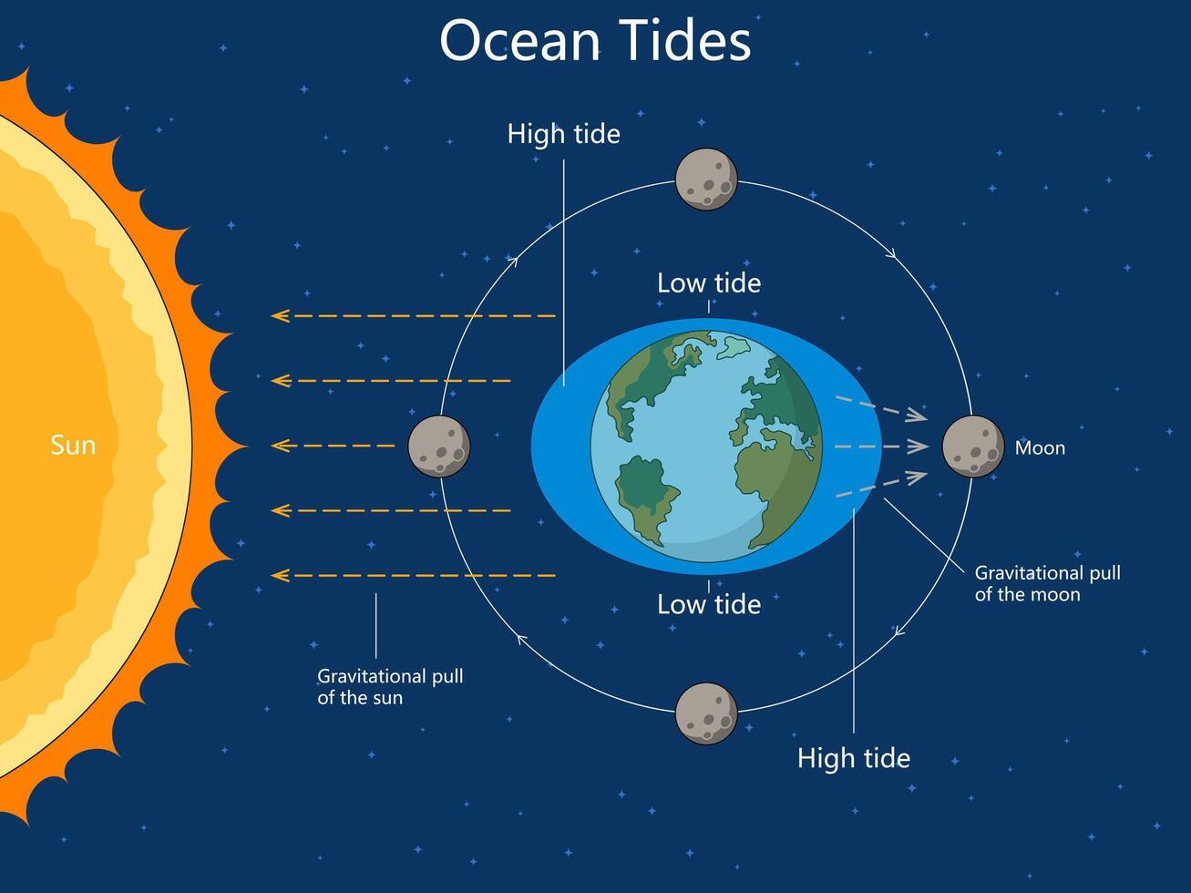 how gravitational forces from the moon and sun affect Earth's ocean tides, creating high and low tides diagram hand drawn schematic . Science educational illustration vector