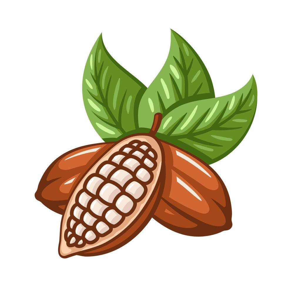 Cocoa beans isolated on white background. Logo template. Design elements. Cacao beans illustration vector