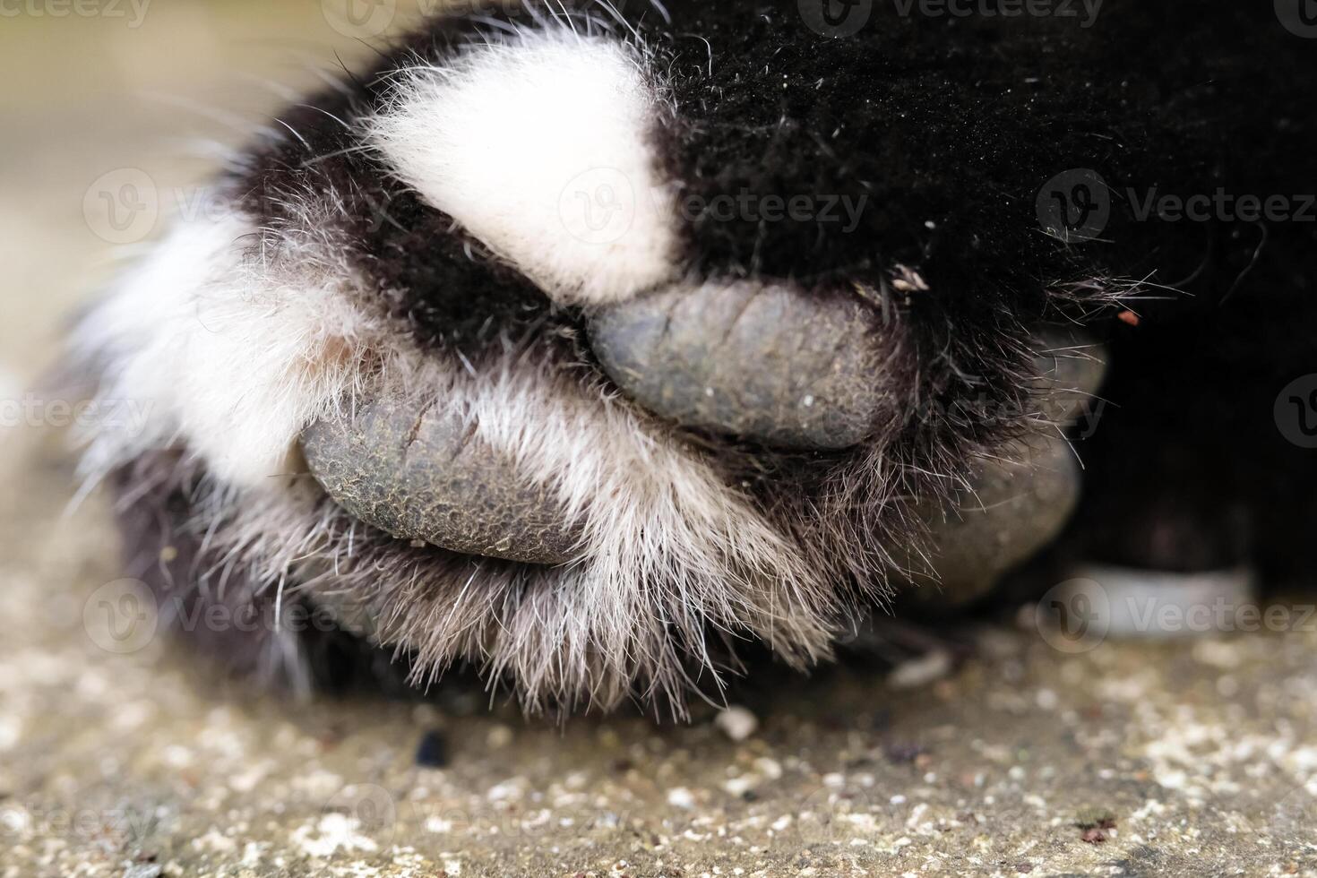 Macrophotography of the surface texture of a cat's paw. The black-furred cat's paws are covered in dirt and crust, and its fur is covered in mud. Close-up shot of an animal's body. Negative Space photo