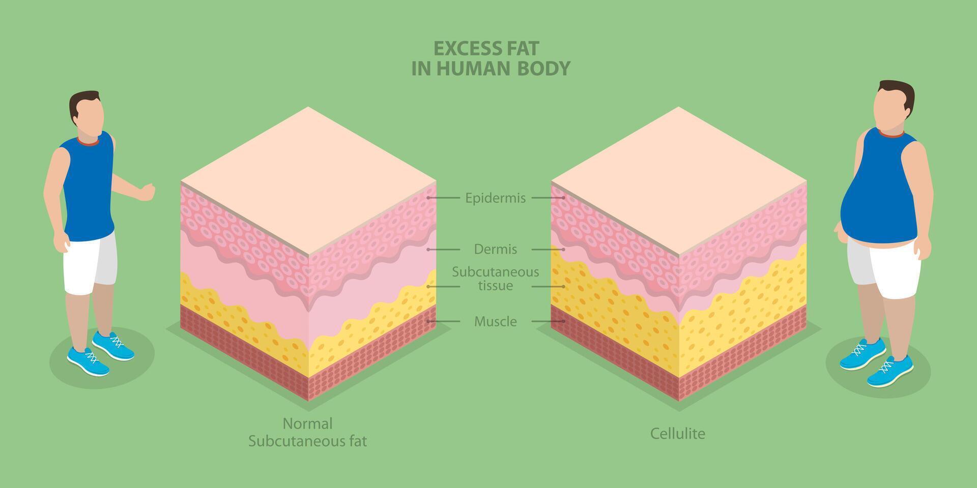 Illustration of human body fat types vector