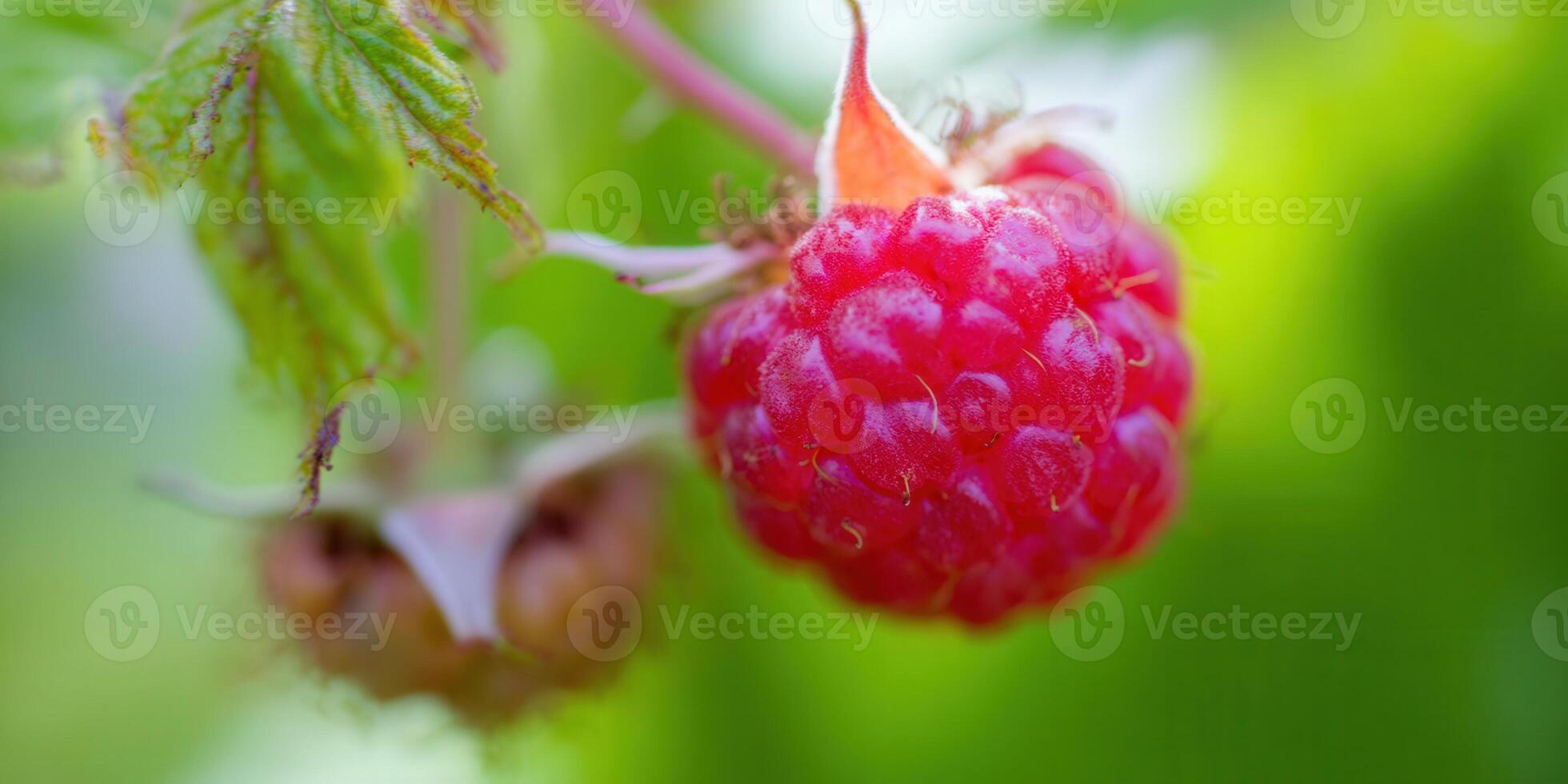 A juicy, ripe red raspberry ready for picking, bursting with freshness and flavor. photo