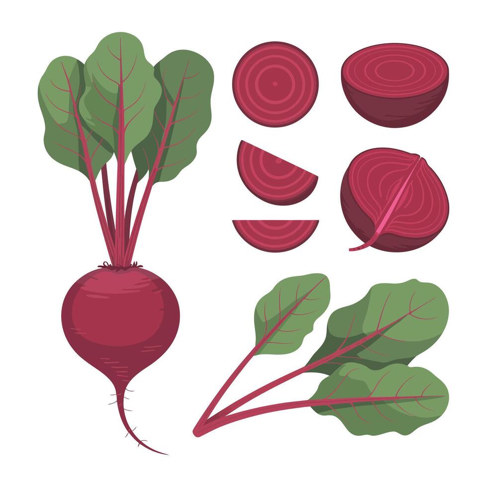 Fresh Beetroot Still Life Illustration with Green Leaves and Cross Sections for Healthy Eating and Agriculture vector