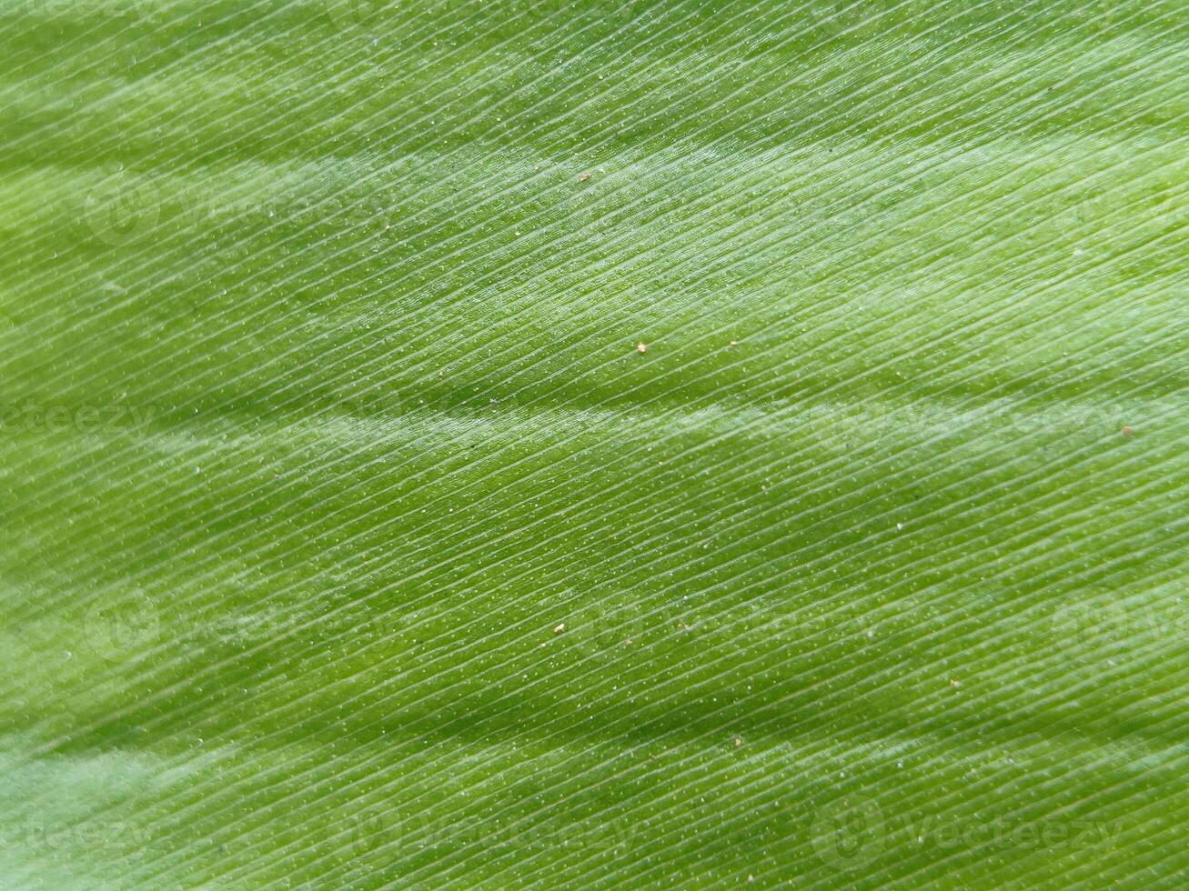 Close-up view of a green banana leaf surface showcasing its texture and pattern photo