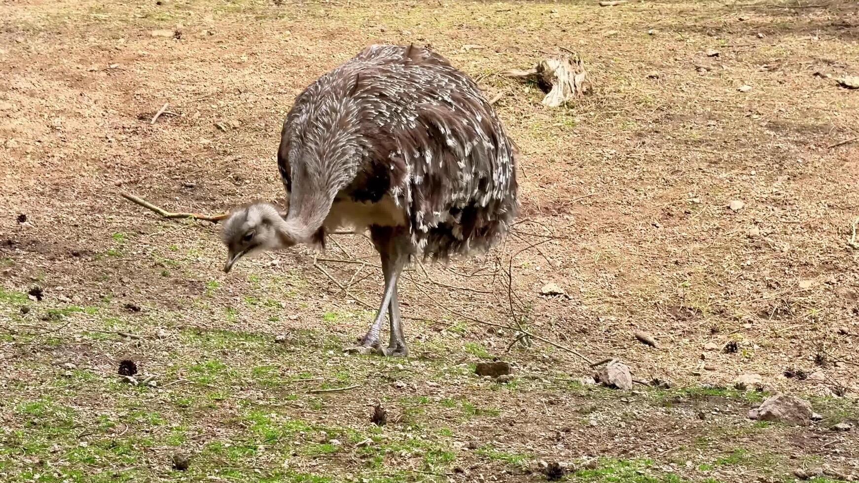 A Playful Emu Foraging Enjoyably in Its Natural Habitat, Exhibiting Curious and Energetic Behavior photo