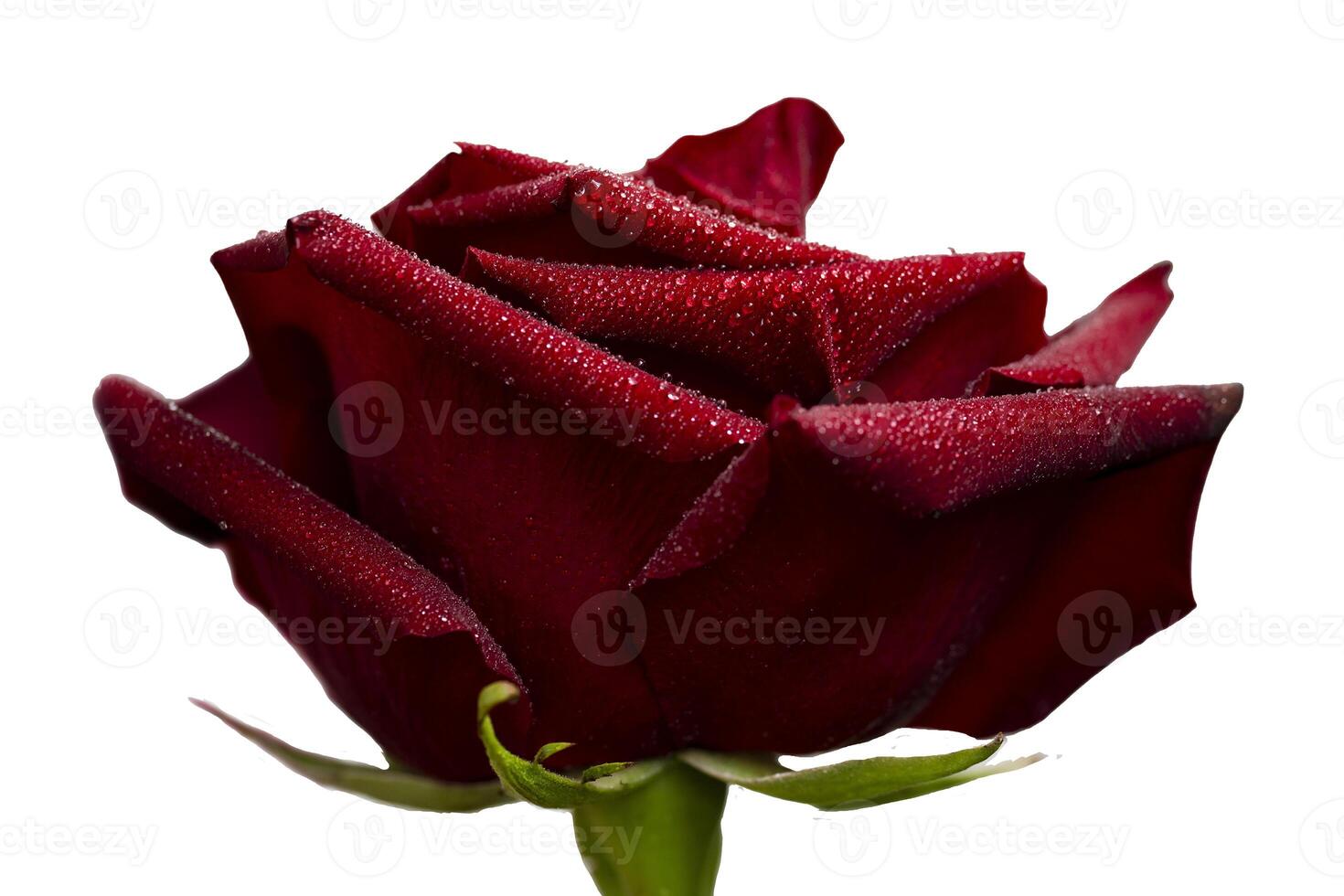 Close-up of a beautiful red rose with dew drops of moisture, flower head, symbol of love and relationships, high resolution. photo