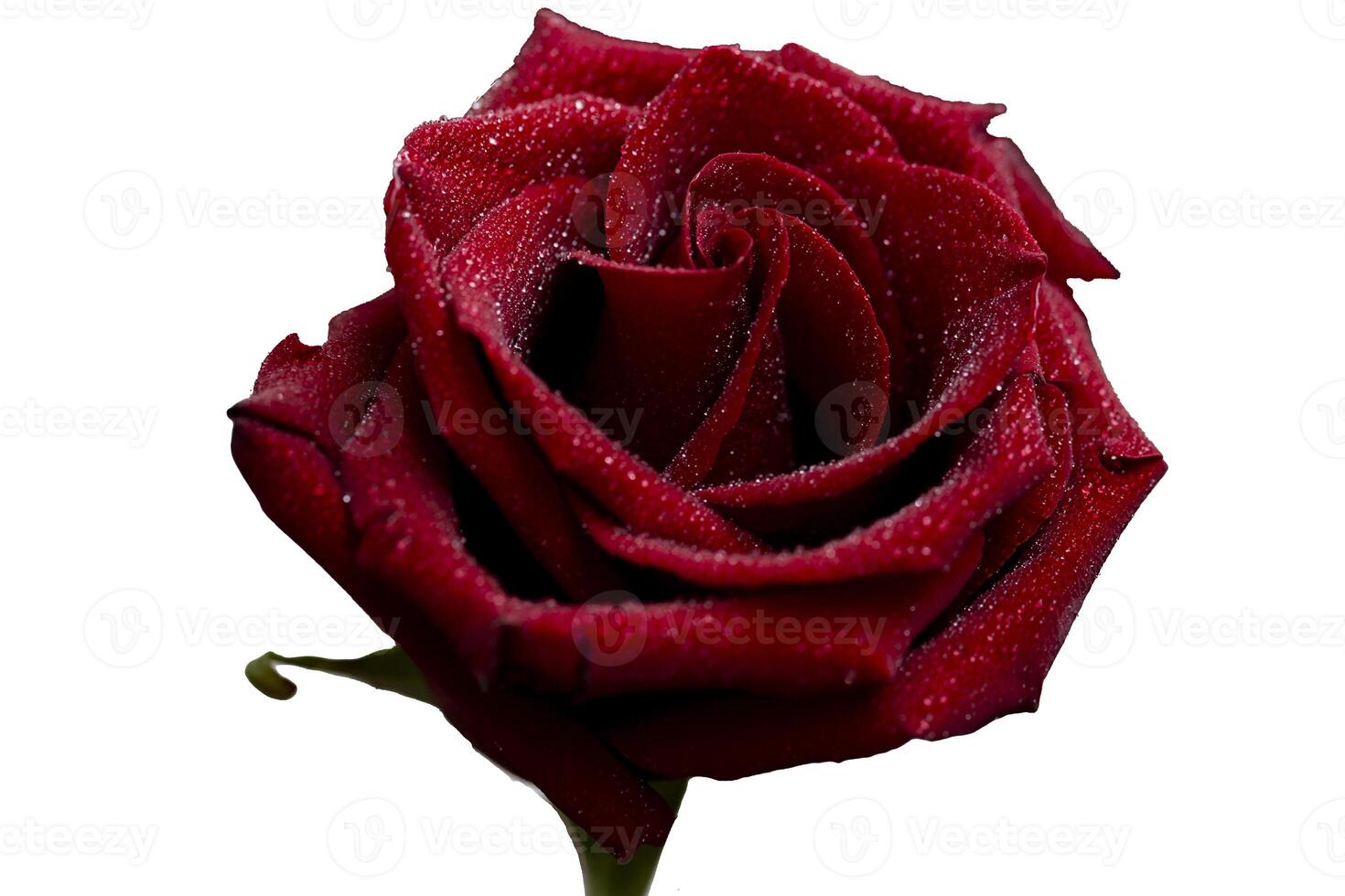 Close-up of a beautiful red rose with dew drops of moisture flower head symbol of love and relationships, high resolution photo