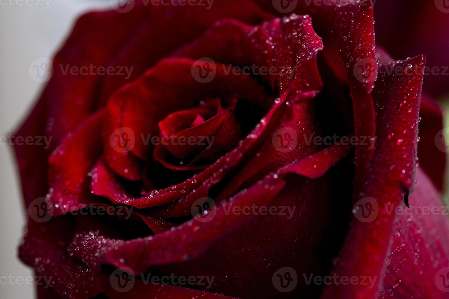 close-up of a beautiful red rose, petals and the surface of a flower with dew drops of water, a symbol of love and relationships, high resolution. photo
