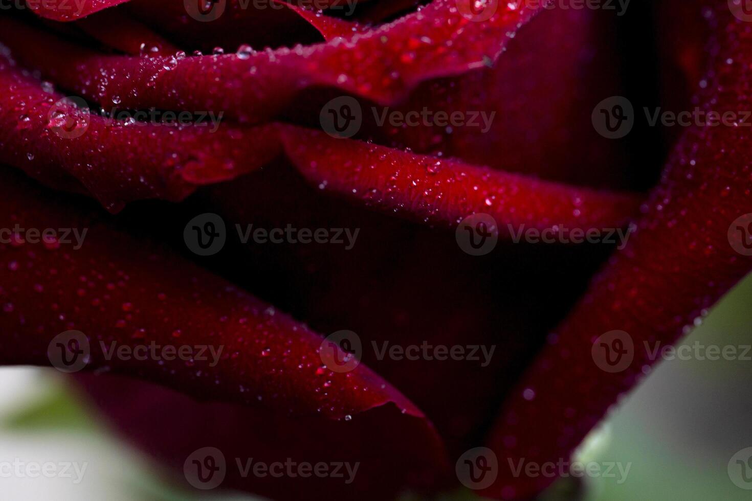close-up of a beautiful red rose, petals and the surface of a flower with dew drops of water, a symbol of love and relationships high resolution. photo