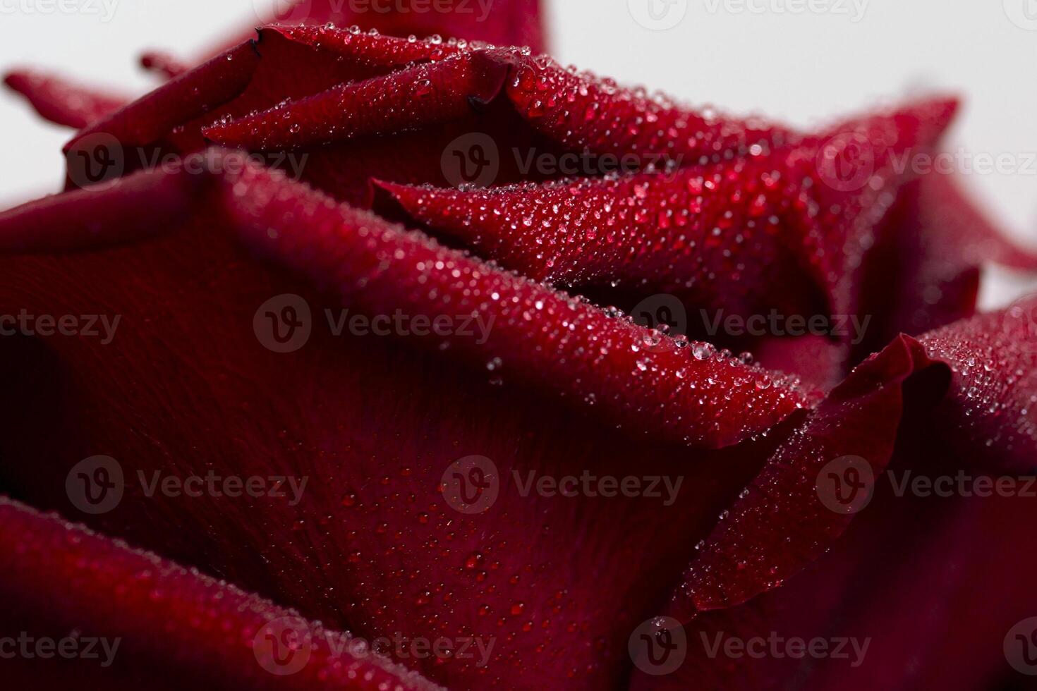 close-up of a beautiful red rose, petals and the surface of a flower, with dew drops of water a symbol of love and relationships, high resolution photo