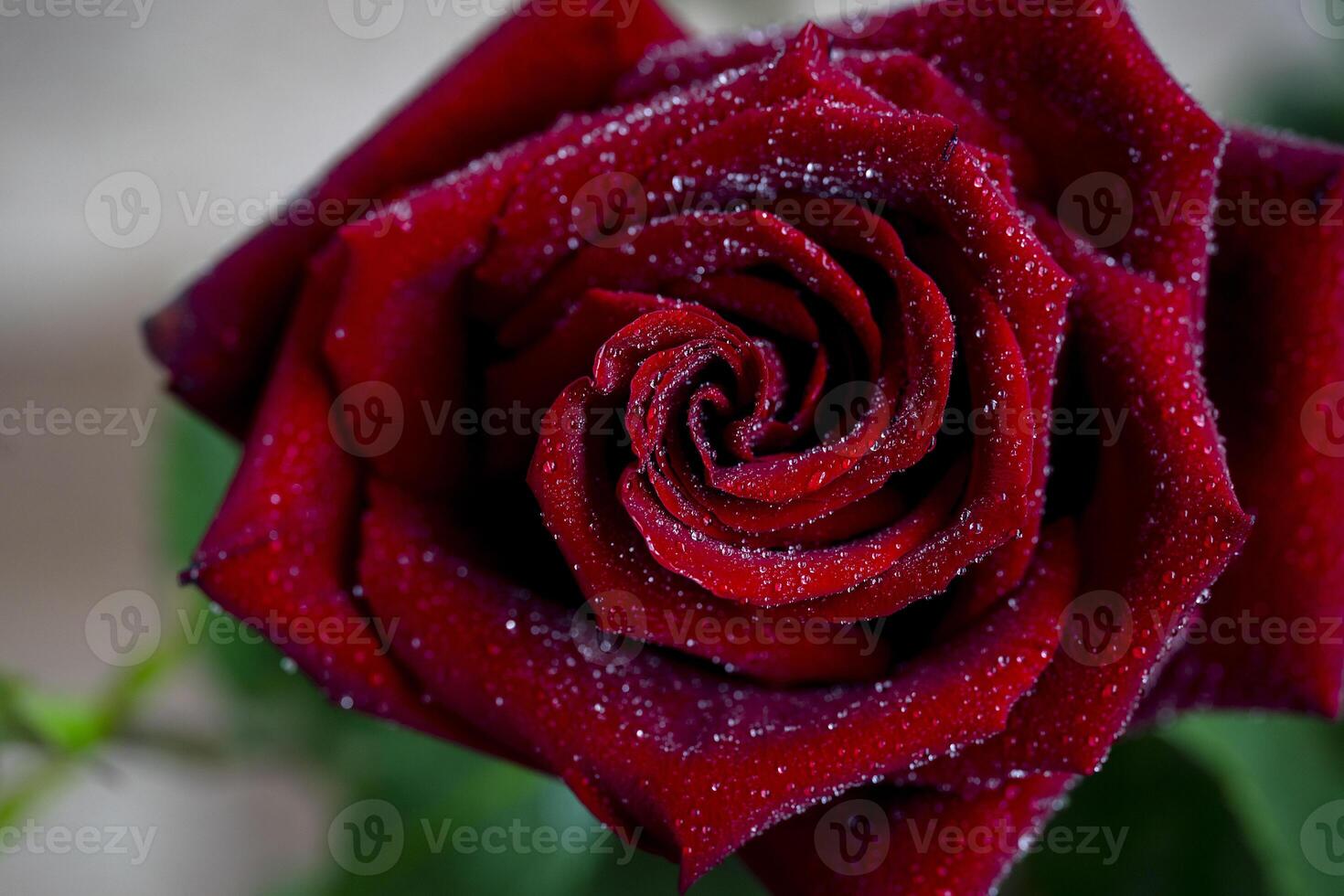 close-up of a beautiful red rose petals and the surface of a flower with dew drops of water a symbol of love and relationships high resolution. photo