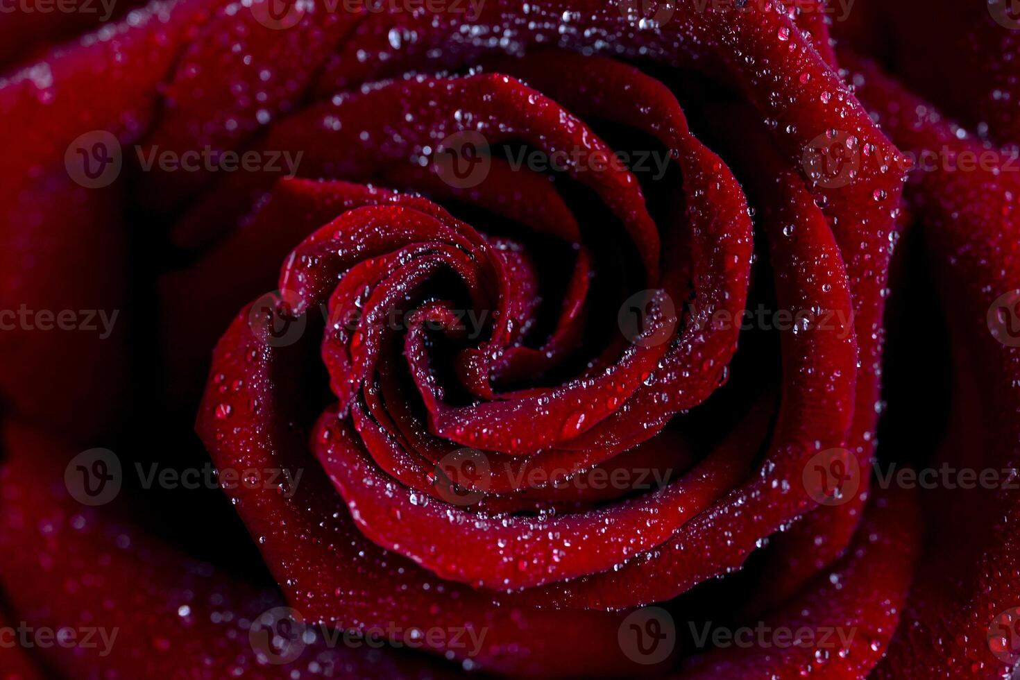 close-up of a beautiful red rose, petals and the surface of a flower, with dew drops of water a symbol of love and relationships high resolution. photo