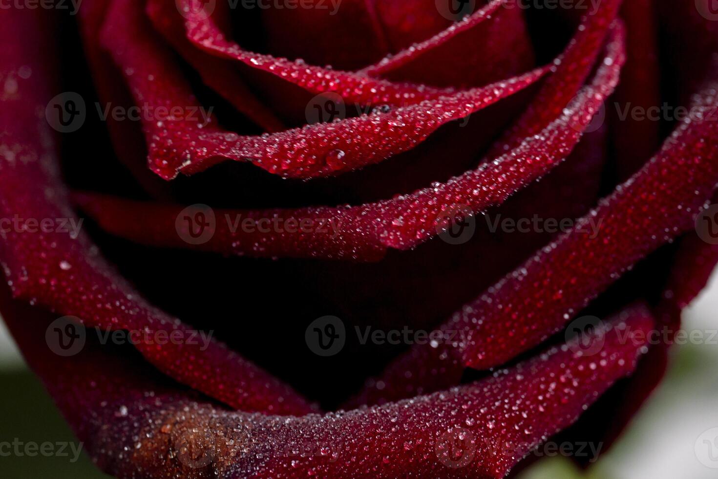 close-up of a beautiful red rose petals and the surface of a flower, with dew drops of water a symbol of love and relationships high resolution. photo