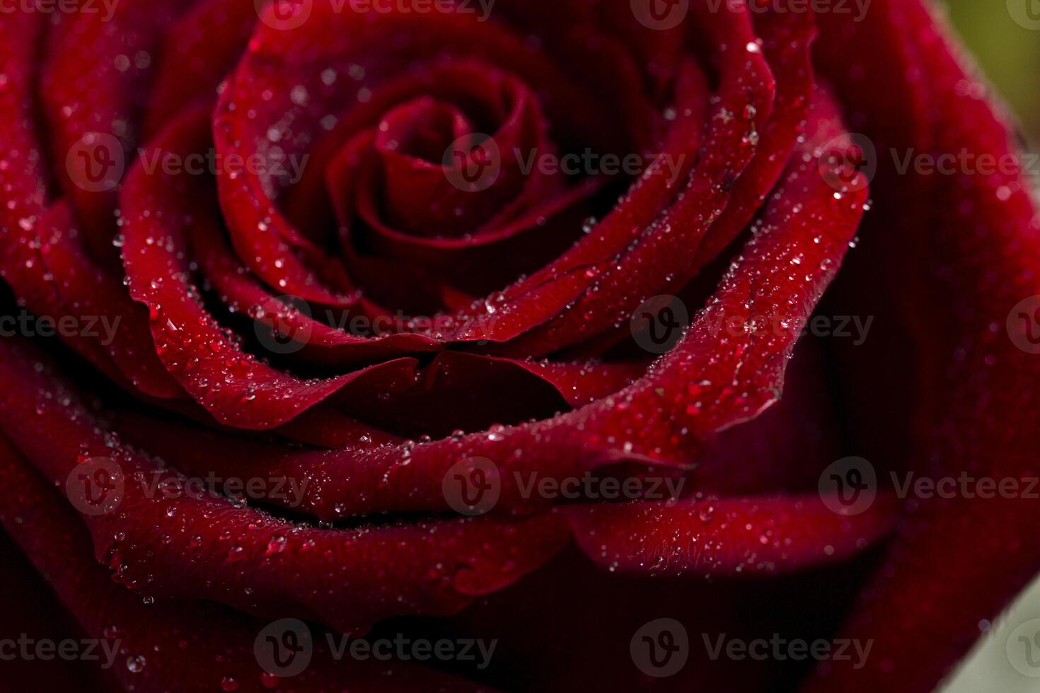 close-up of a beautiful red rose petals and the surface of a flower with dew drops of water, a symbol of love and relationships, high resolution photo